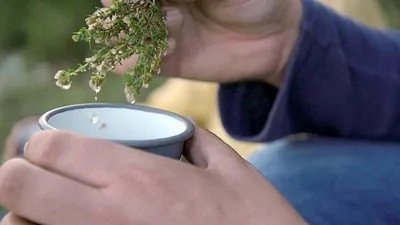 Les Secrets des fleurs sauvages