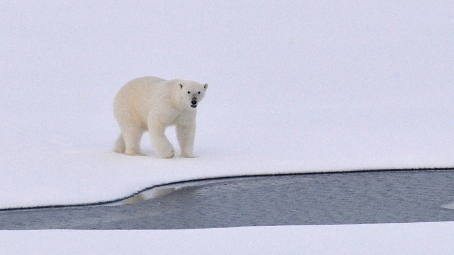 Kingdom of the Polar Bears