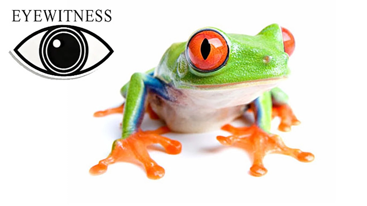 Eyewitness