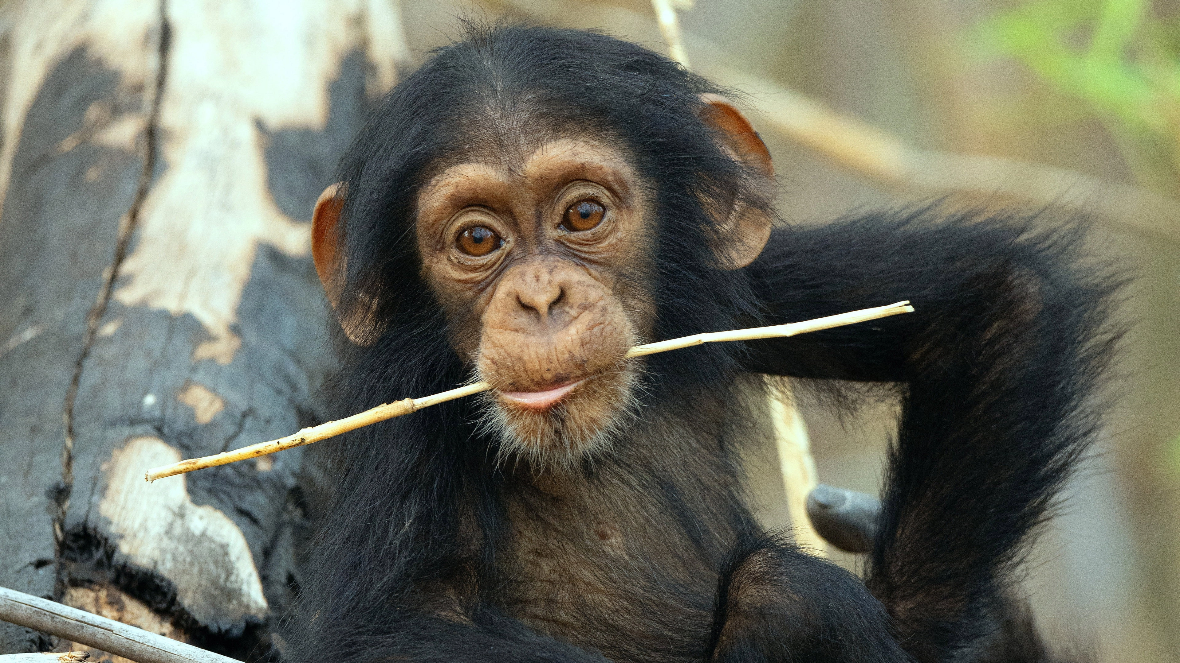 The Secret Lives of Animals