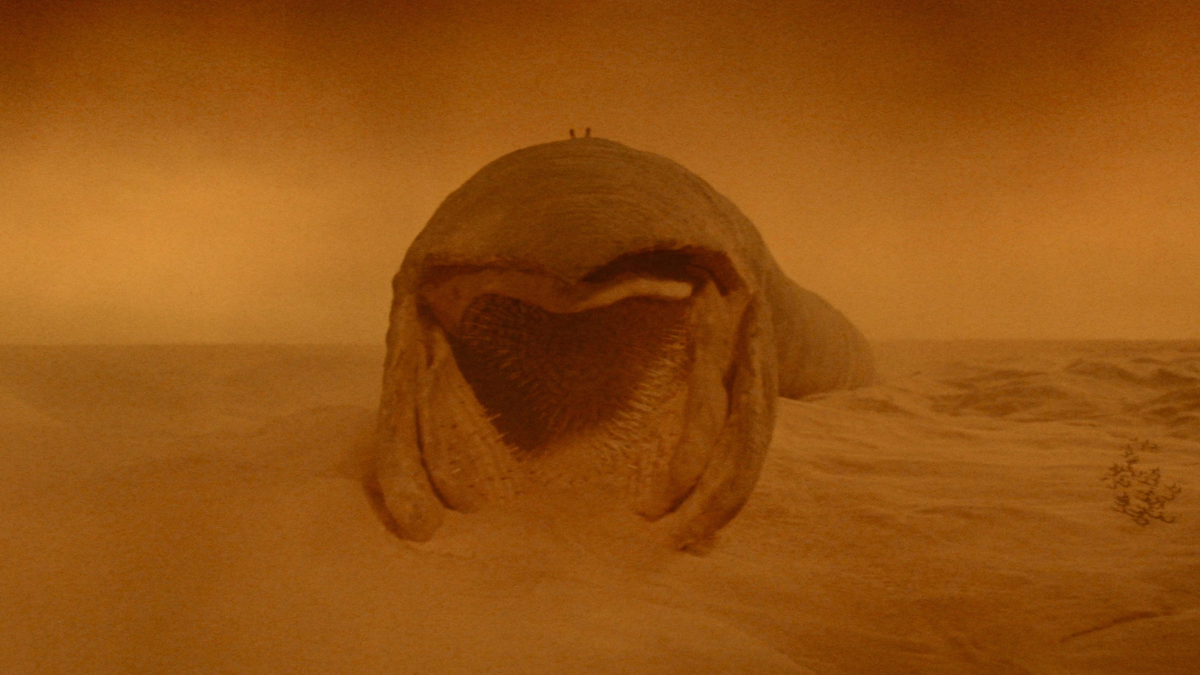 Dune