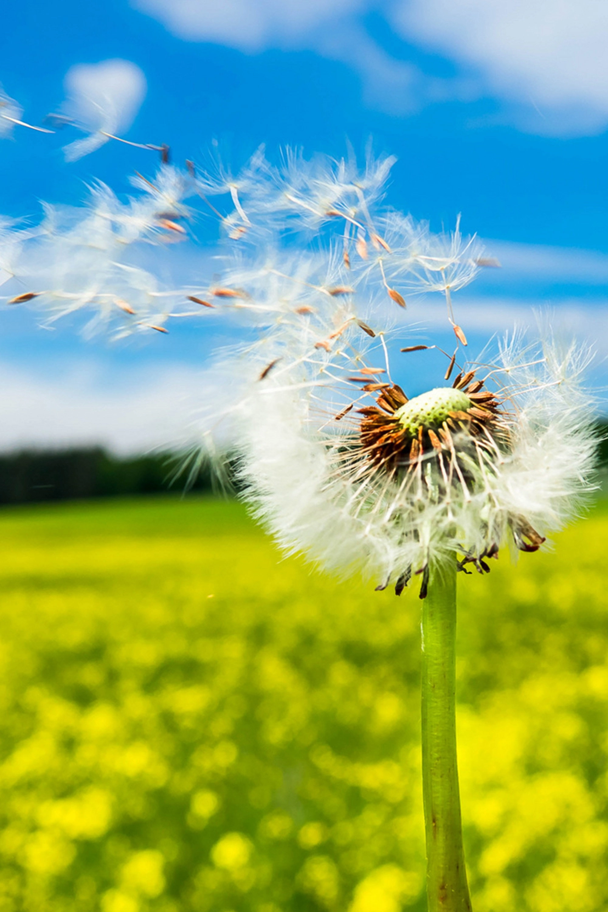 Pusteblume