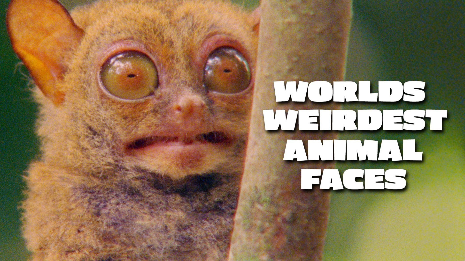 World's Weirdest Animal Faces