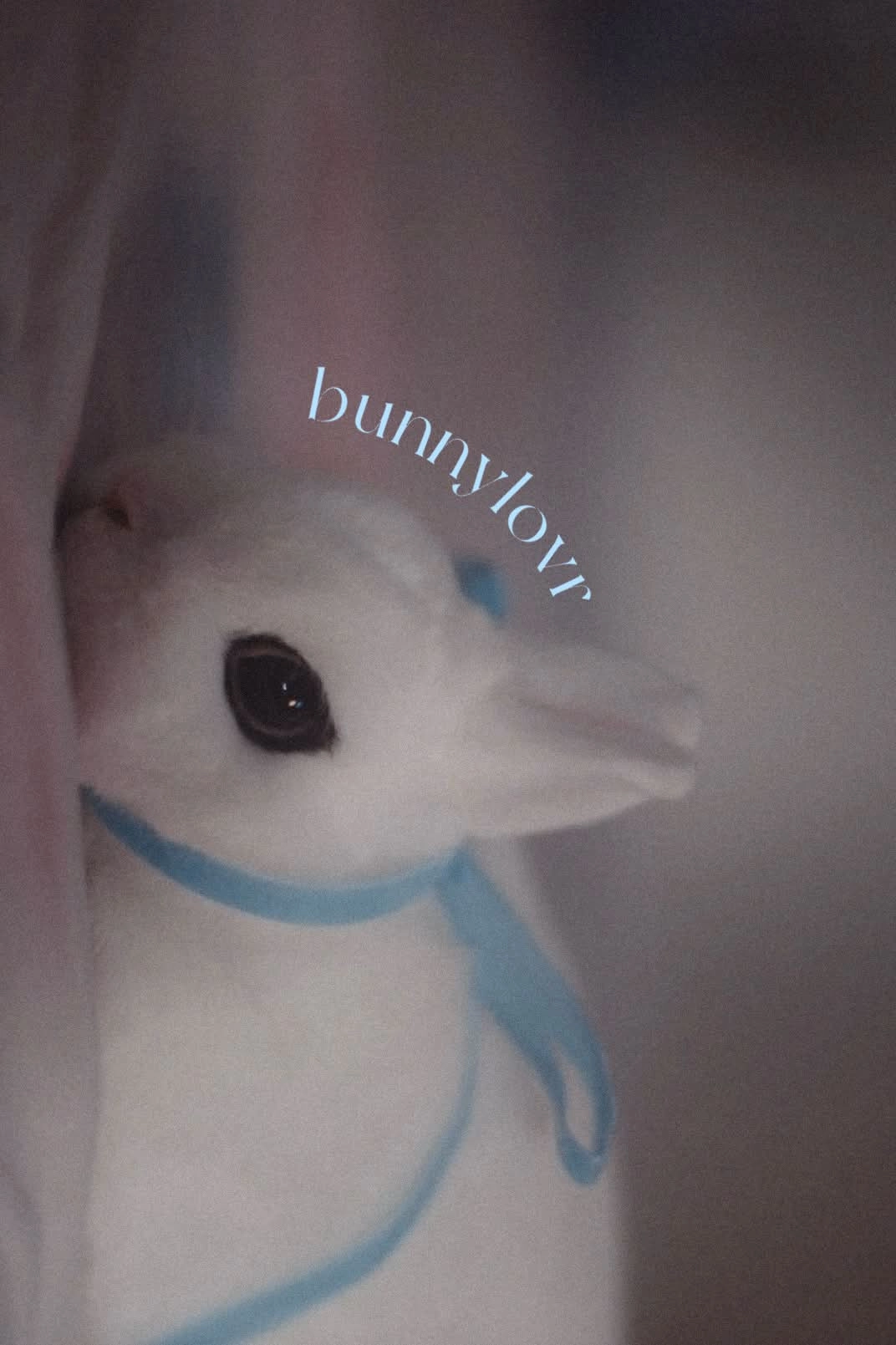 Bunnylovr