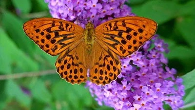 Les Secrets des fleurs sauvages