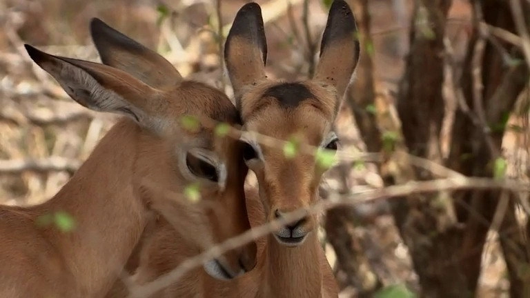 If I Were an Animal