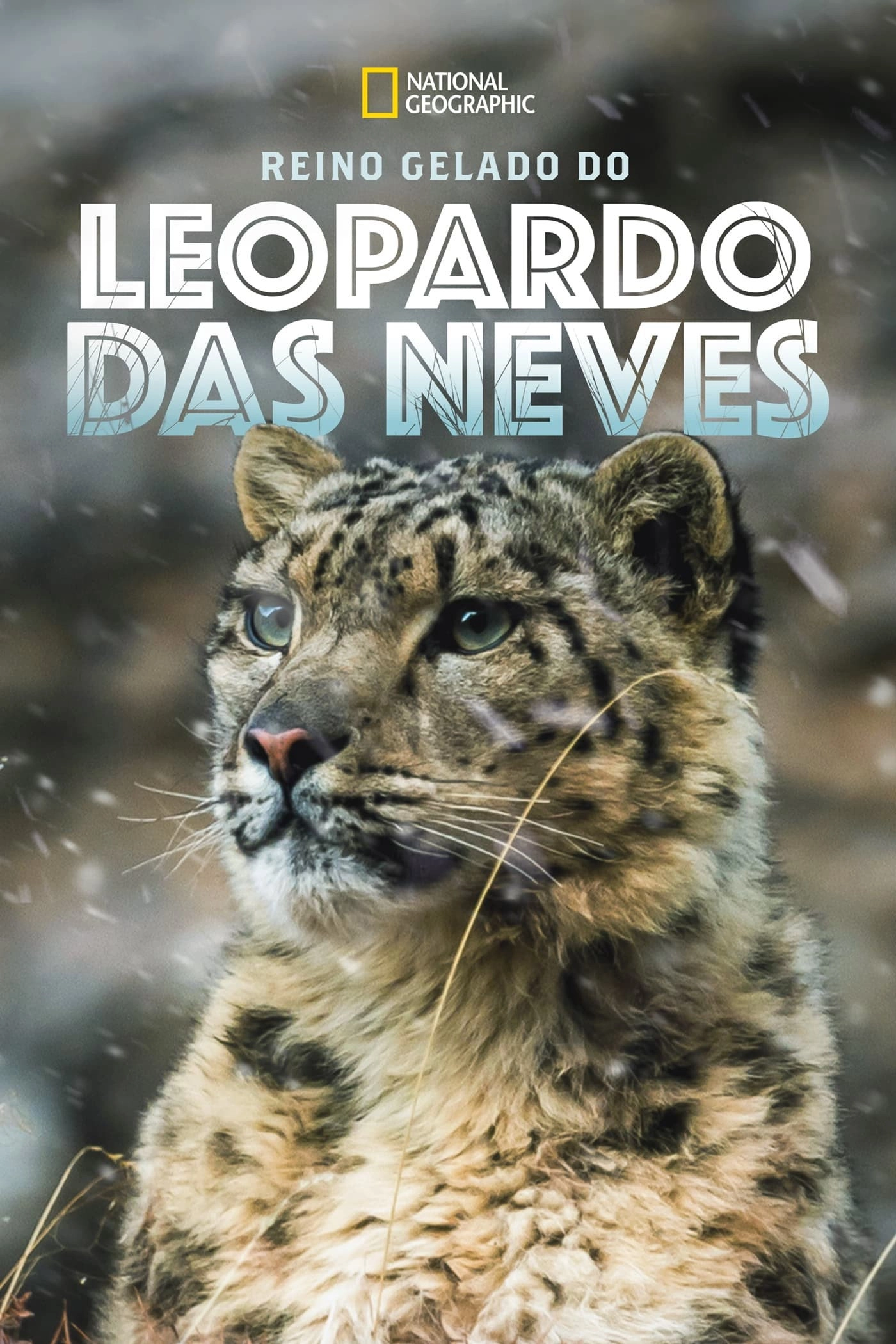 The Frozen Kingdom of the Snow Leopard