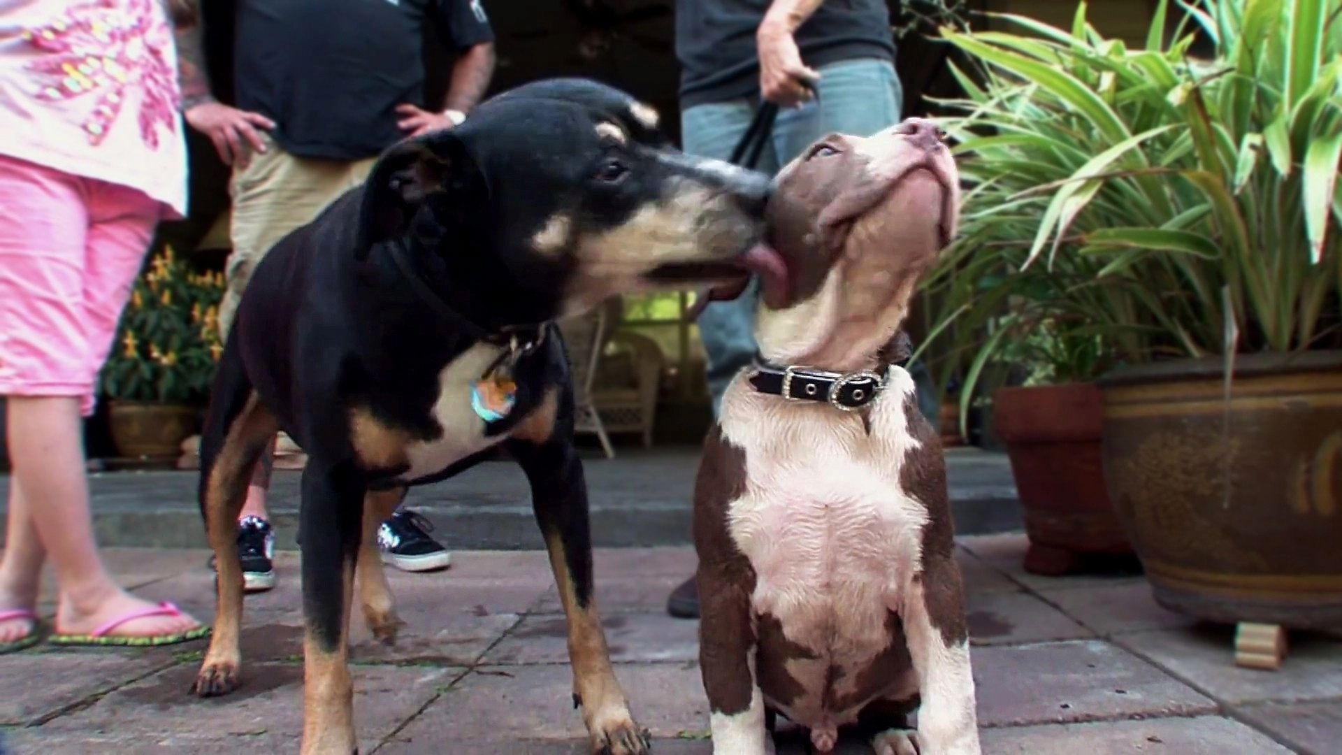 Pit Bulls and Parolees