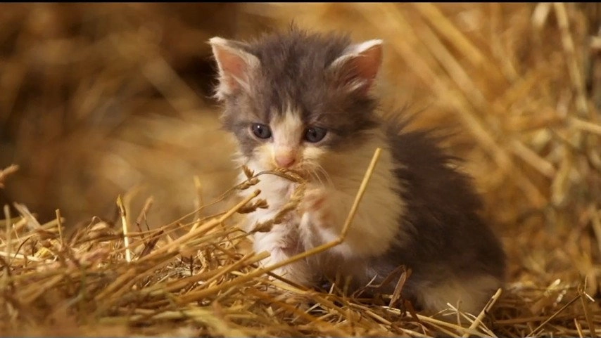 If I Were an Animal
