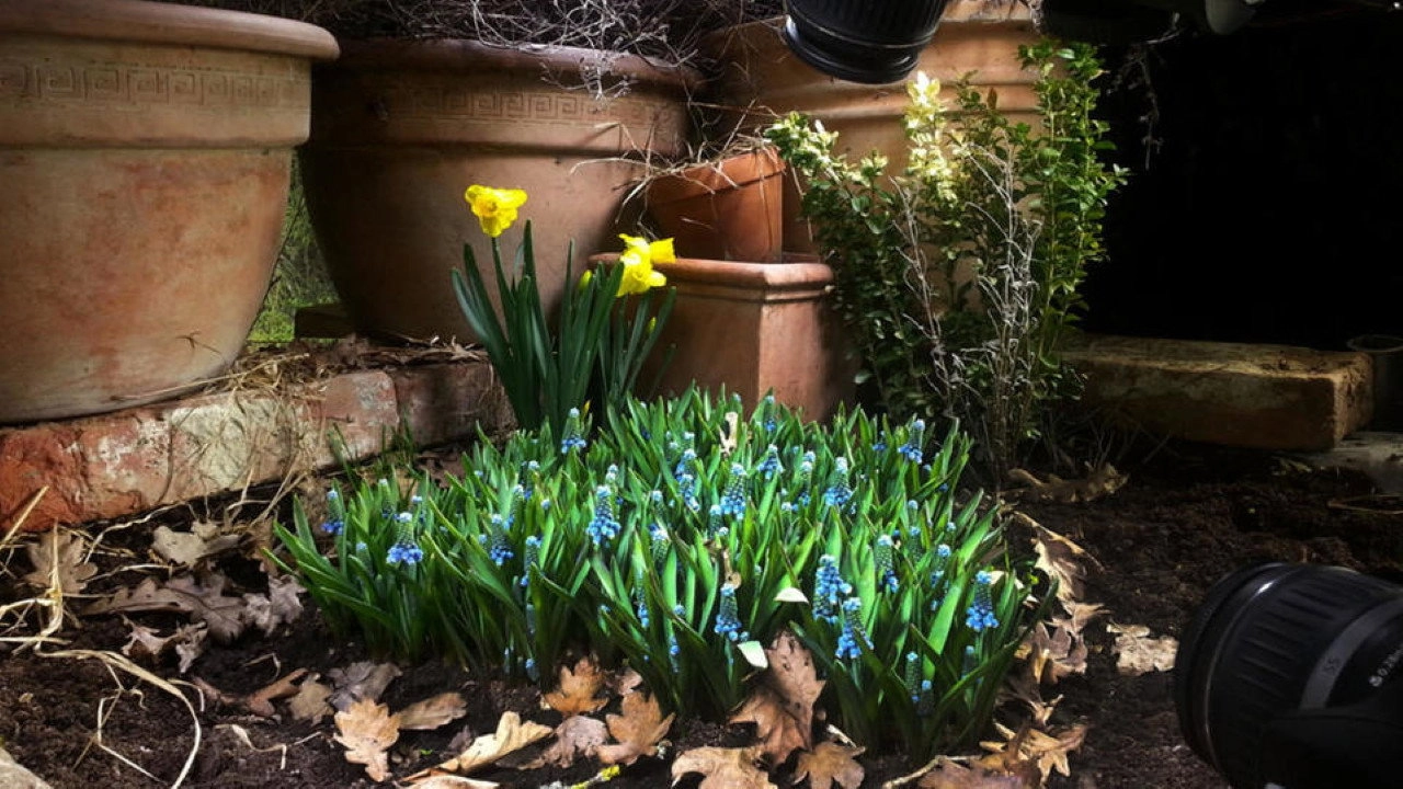 Geheimnisvoller Garten