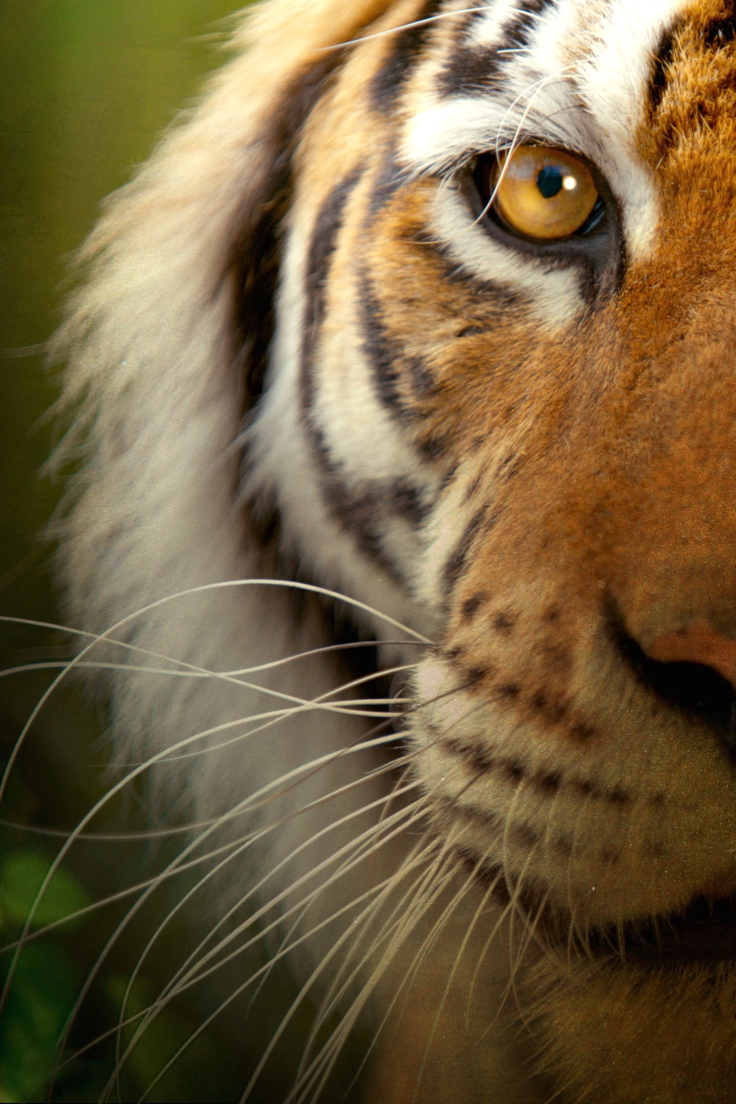 Big Cats