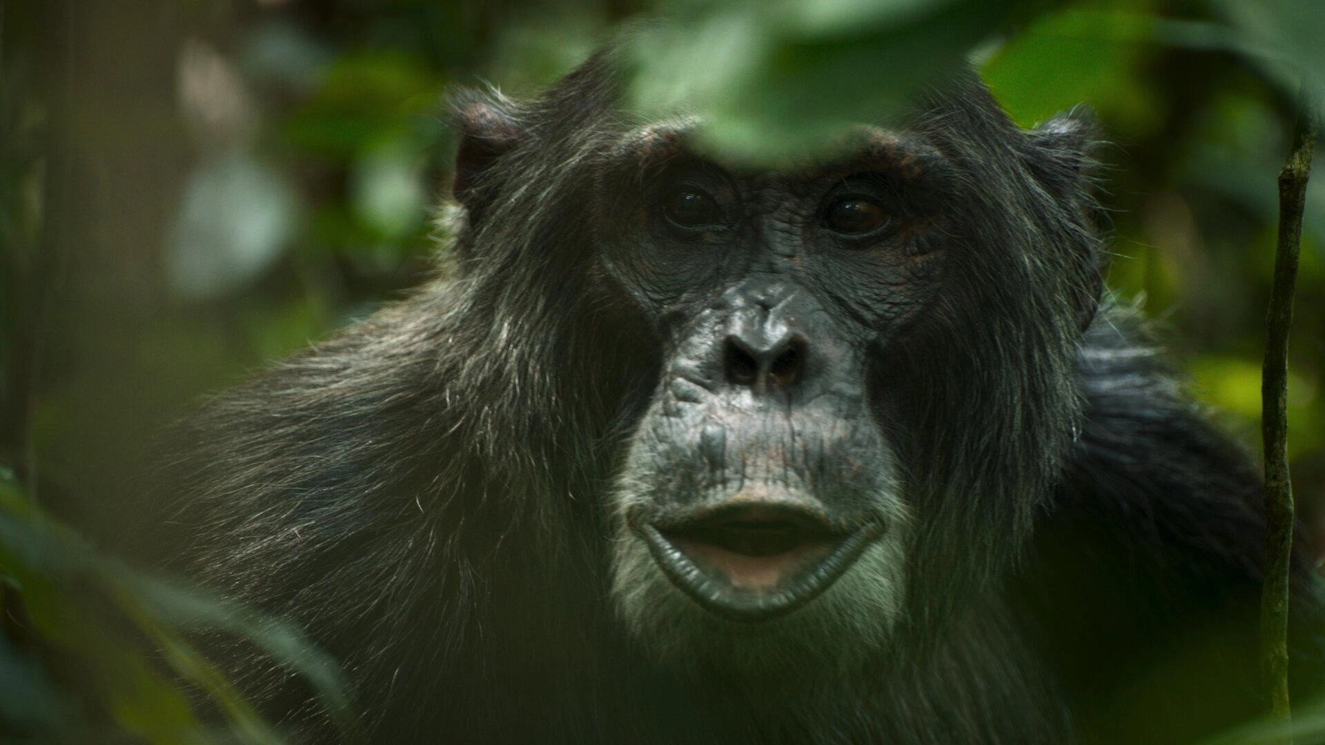 Chimp Empire