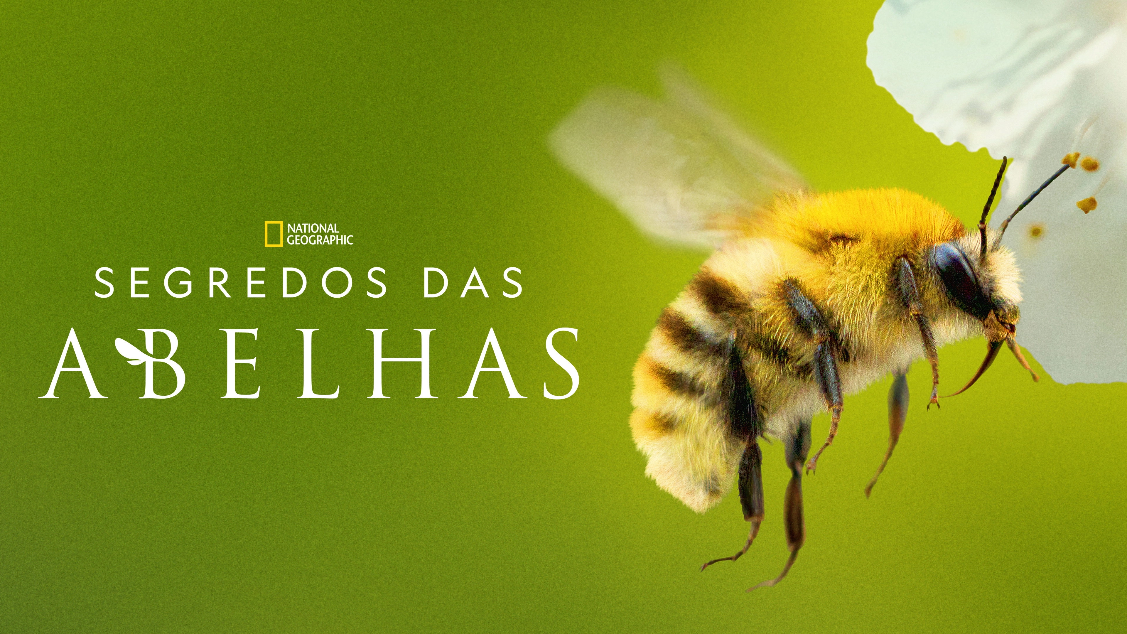 Secrets of the Bees