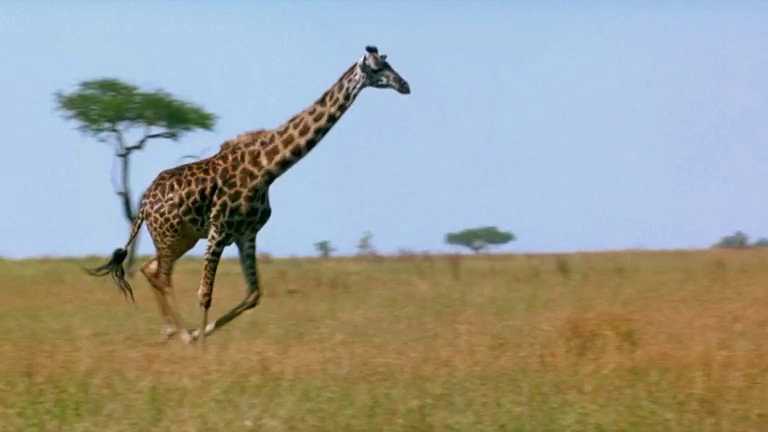 If I Were an Animal