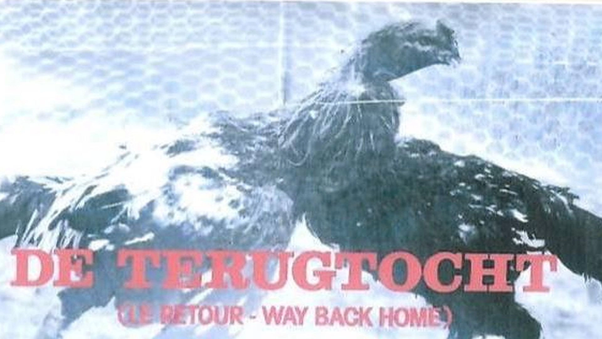 De Terugtocht