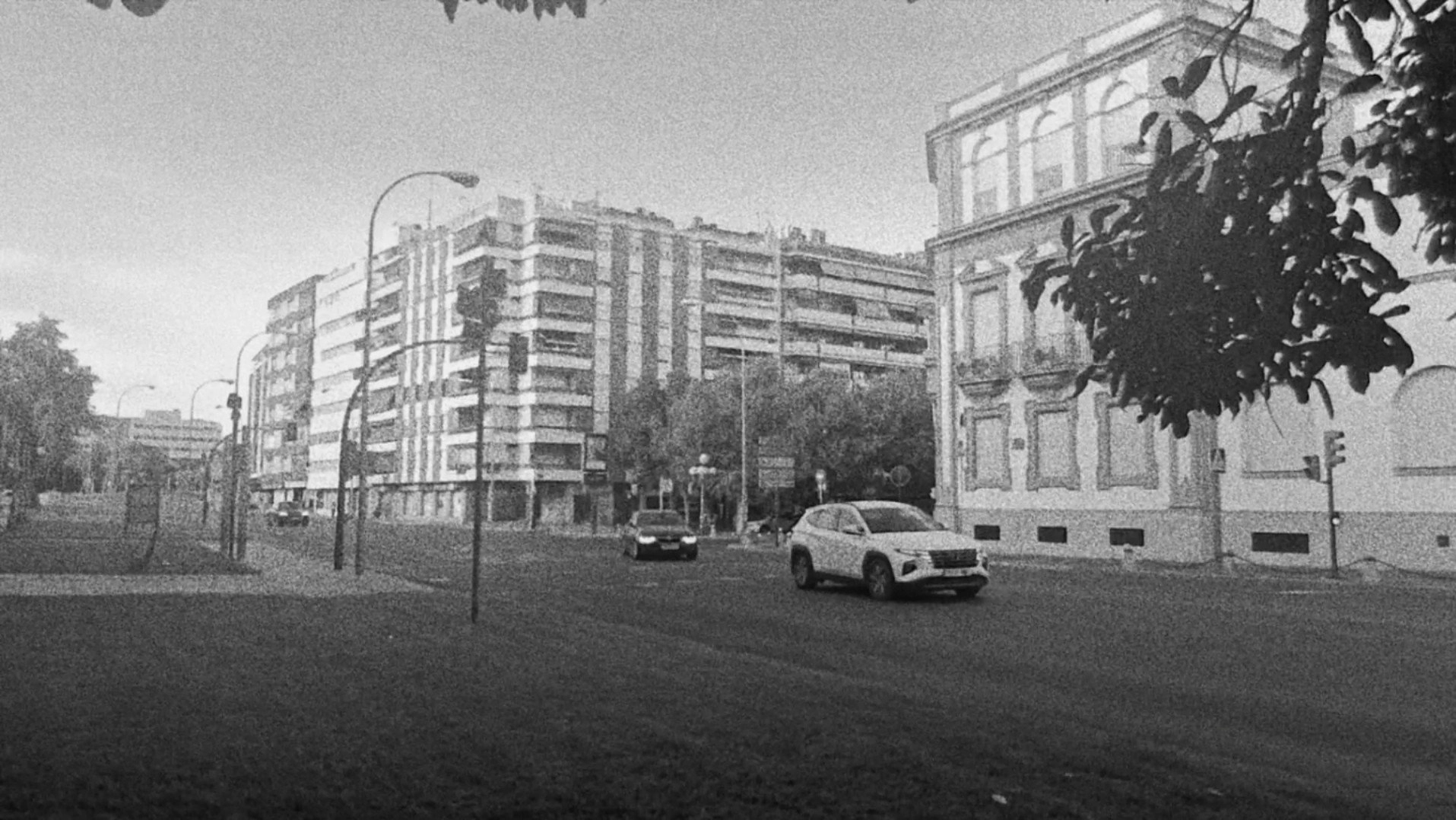 Le palmier qui ne palme pas