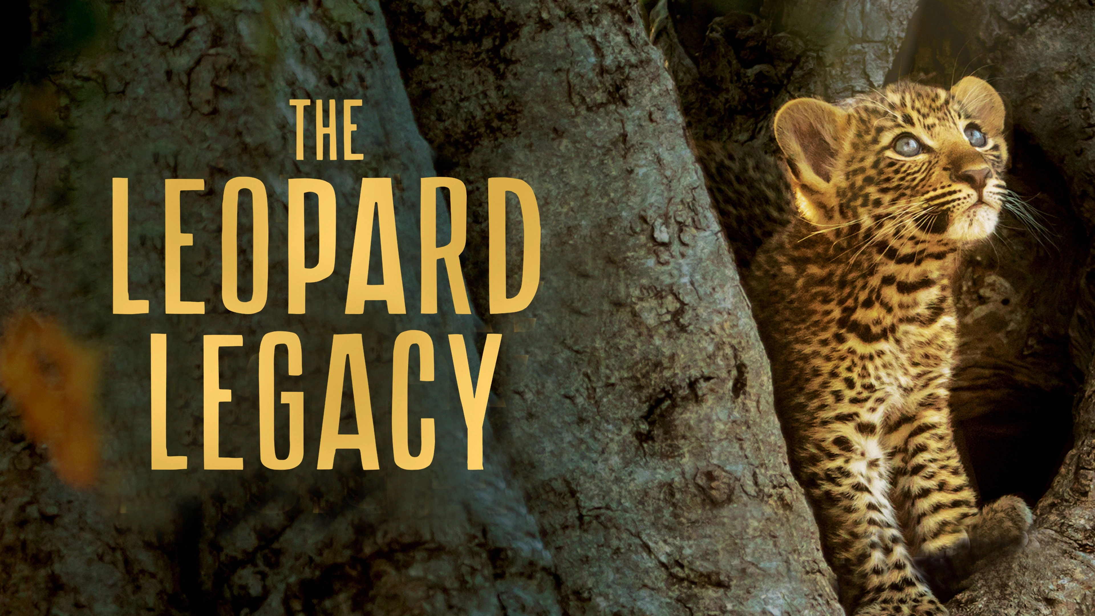 The Leopard Legacy