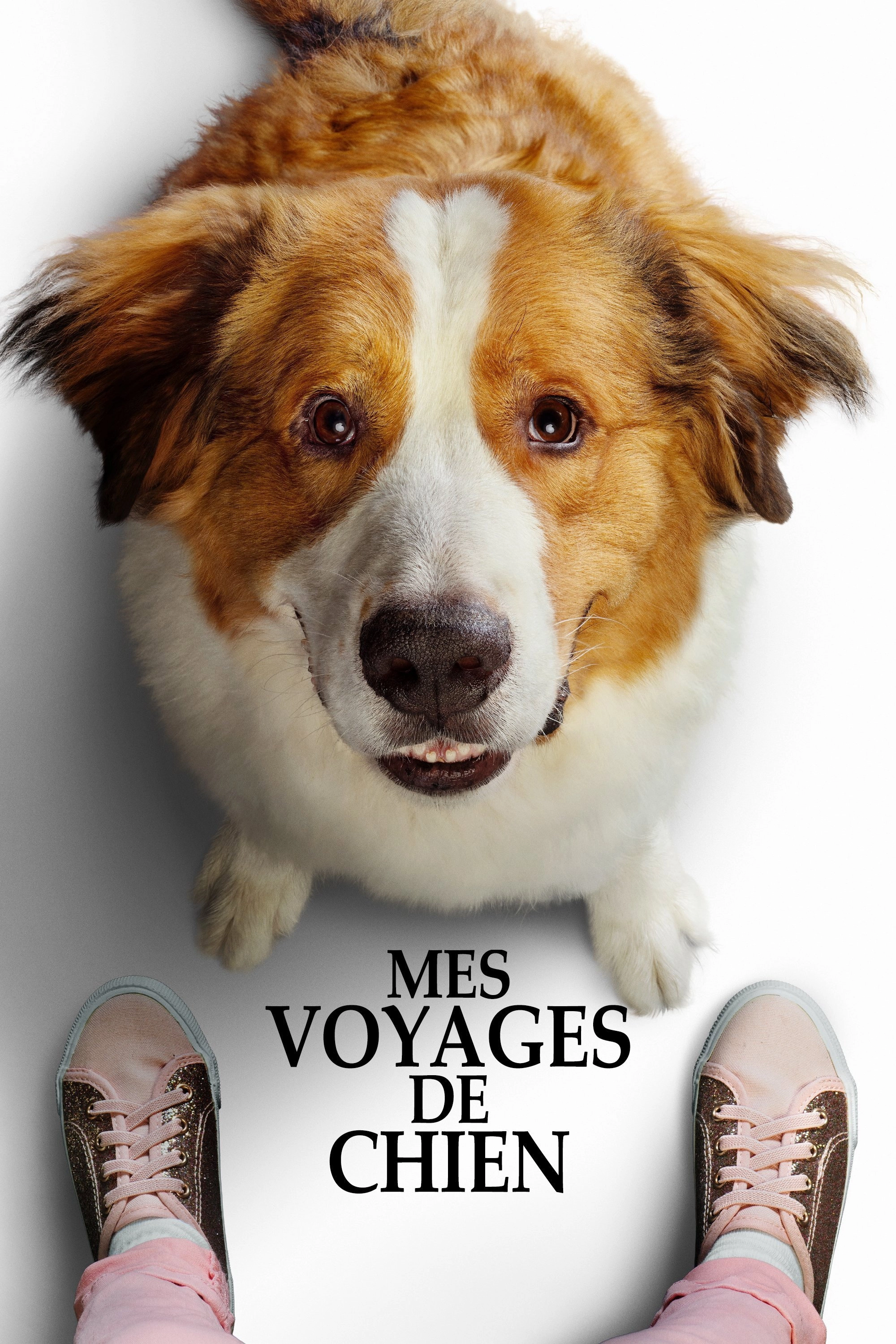 A Dog's Journey