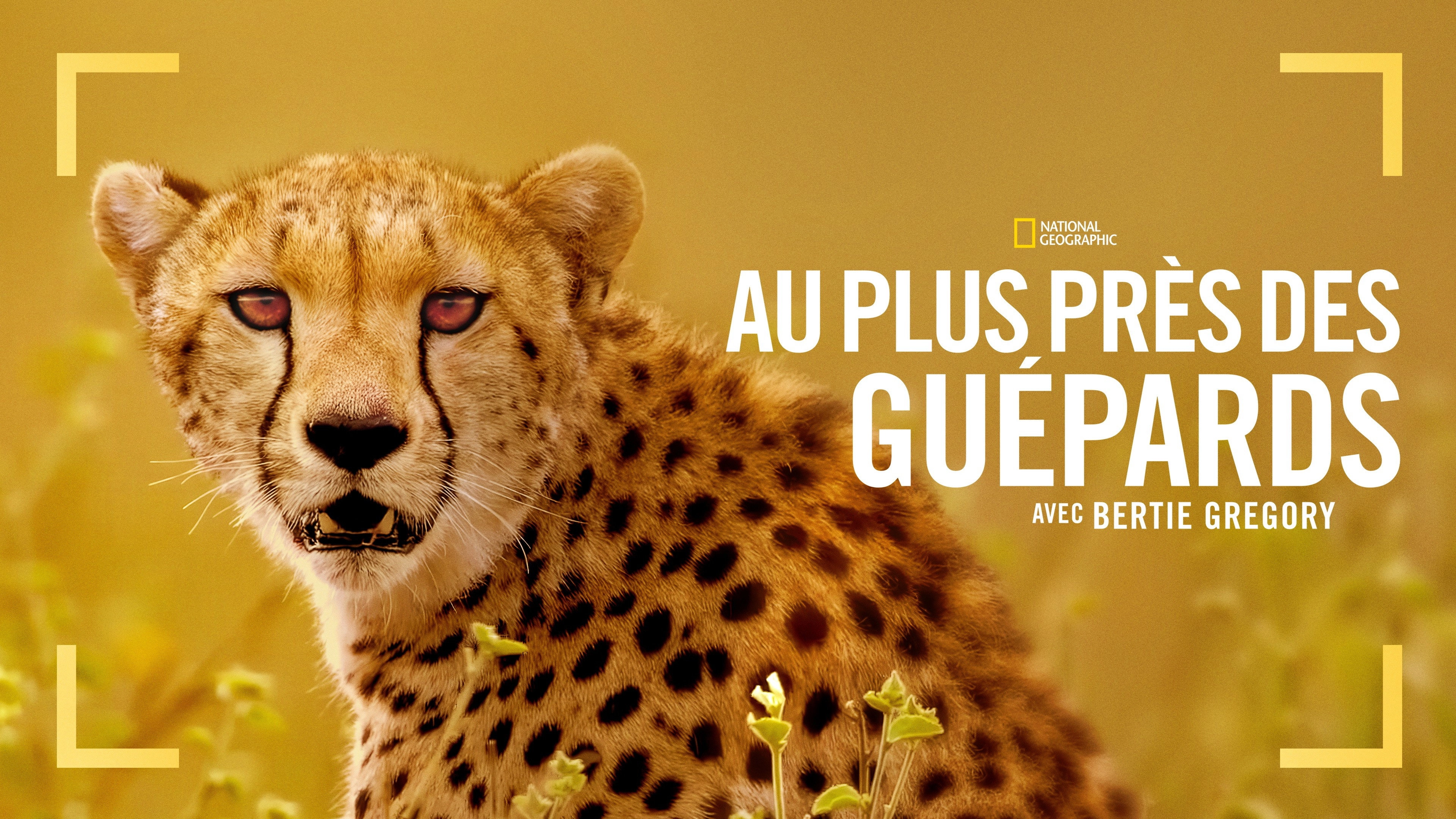 Cheetahs Up Close with Bertie Gregory