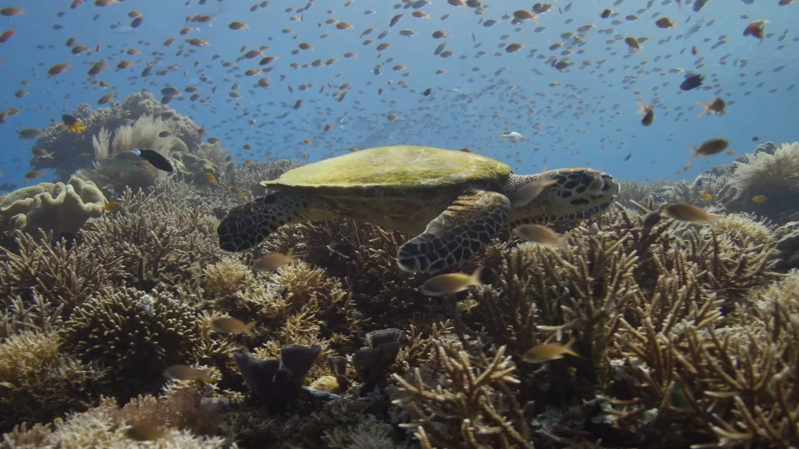 A Deeper Dive with David Attenborough