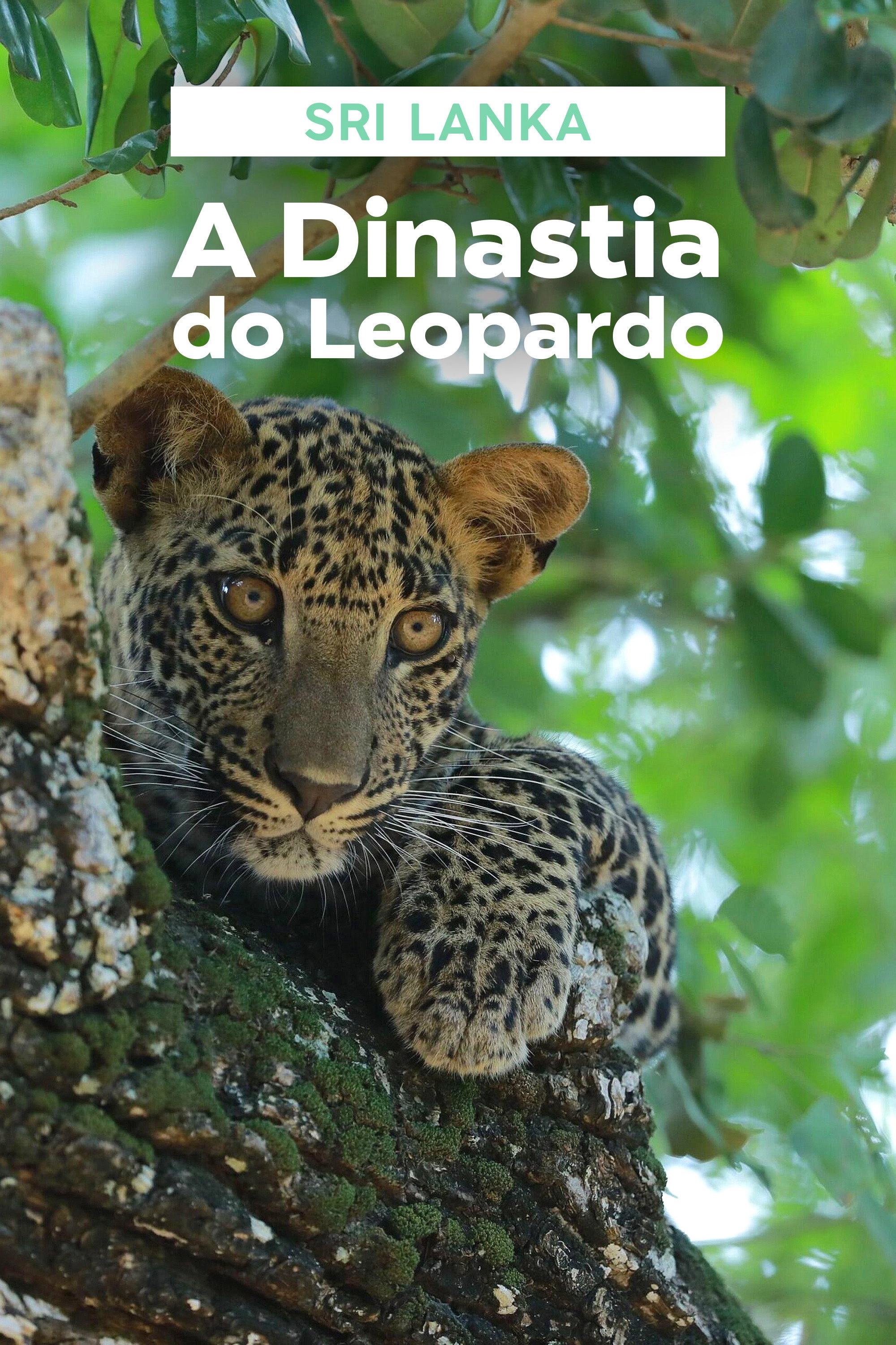 Sri Lanka: Leopard Dynasty