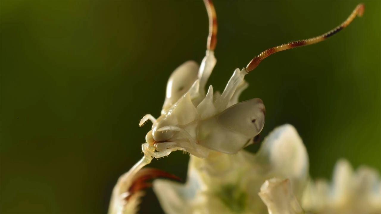 Micro Monsters with David Attenborough