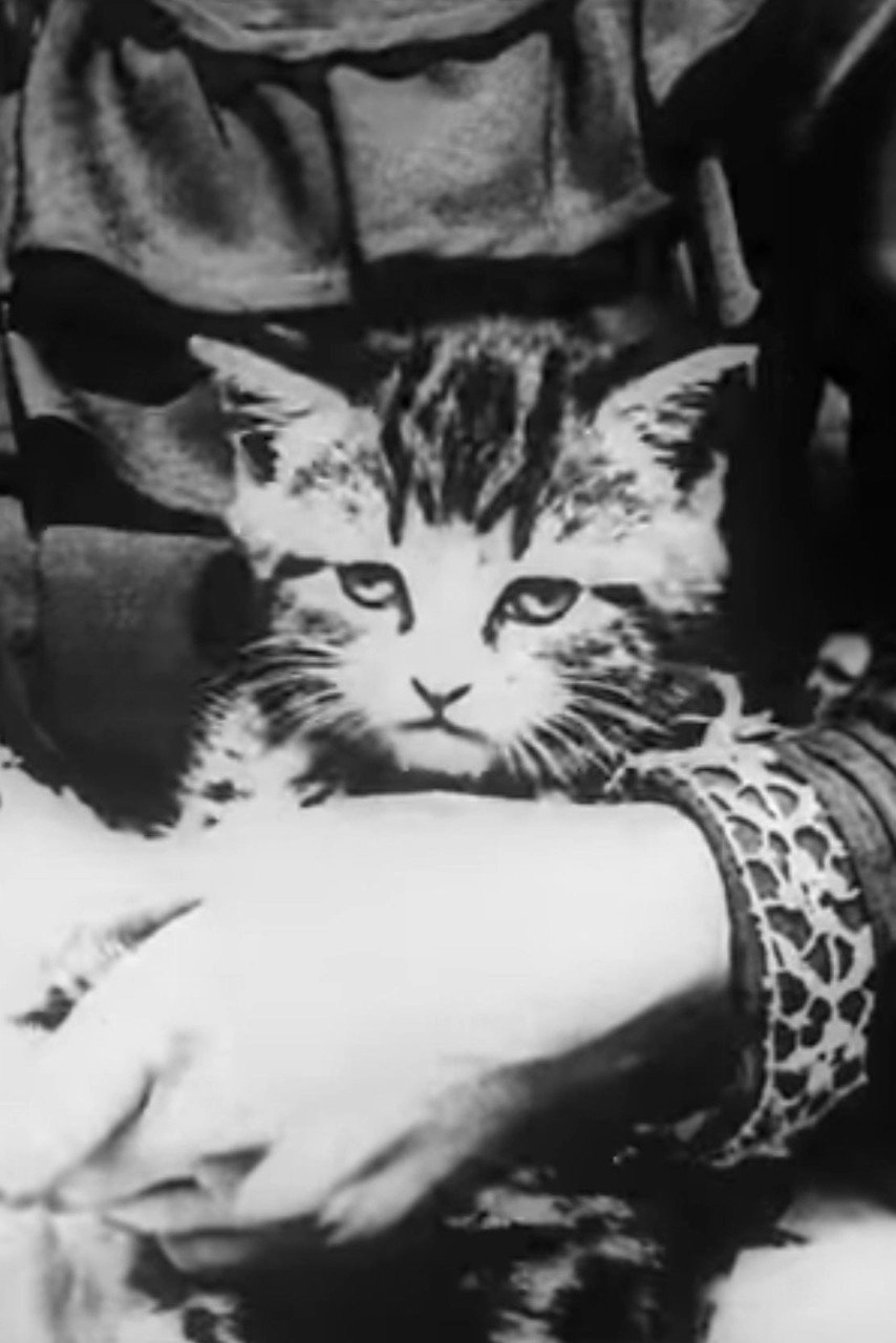 The Sick Kitten
