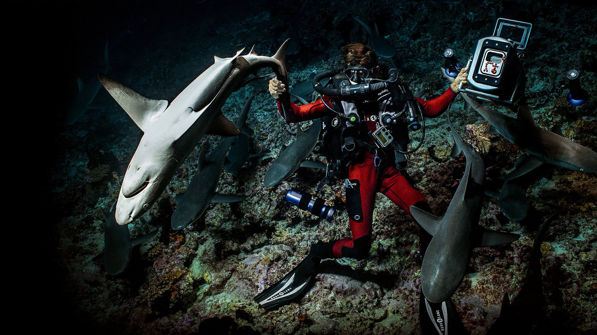 700 Sharks