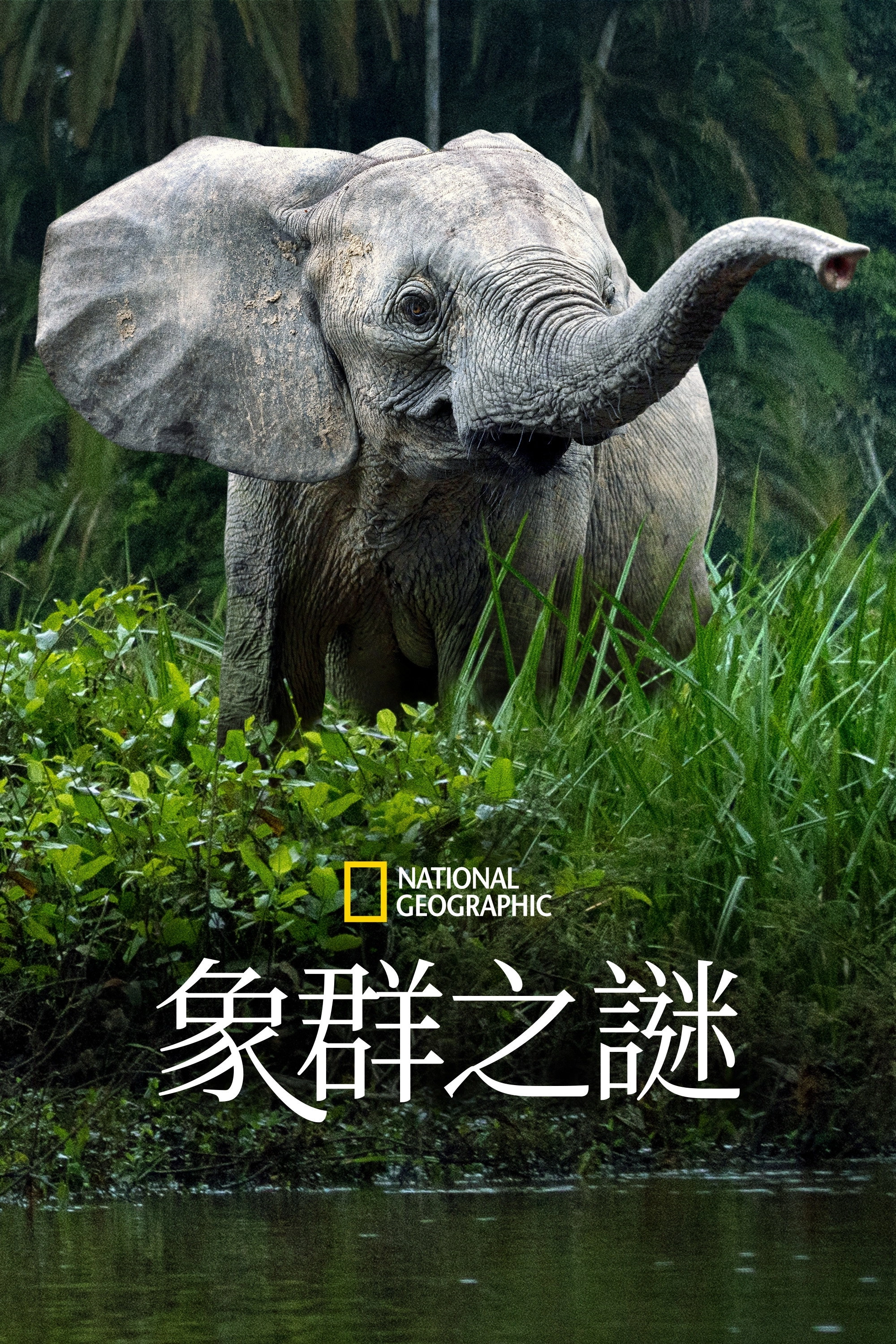 Secrets of the Elephants