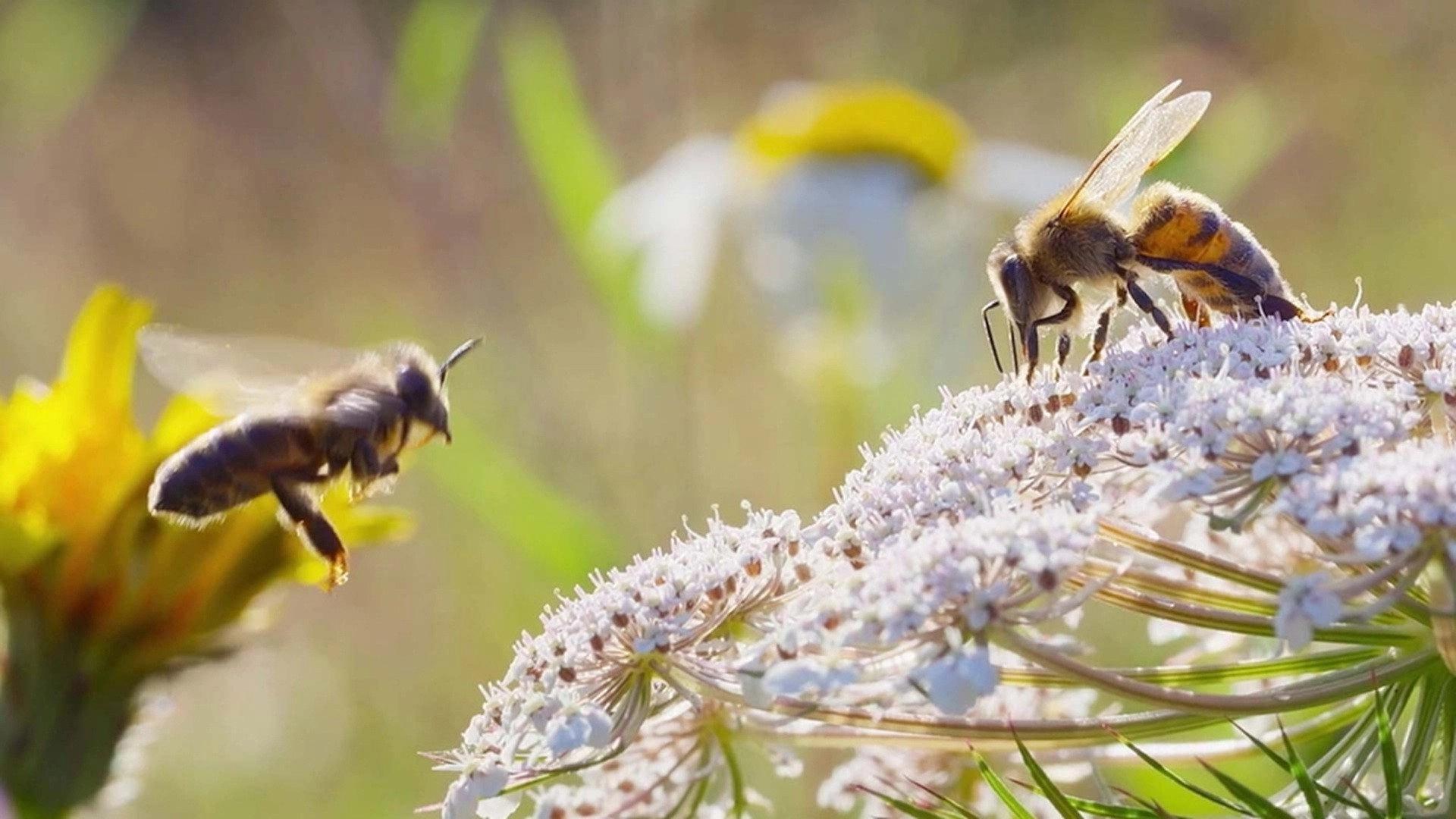 Secrets of the Bees