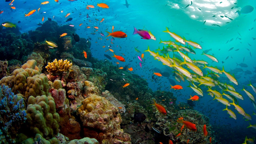 Great Barrier Reef