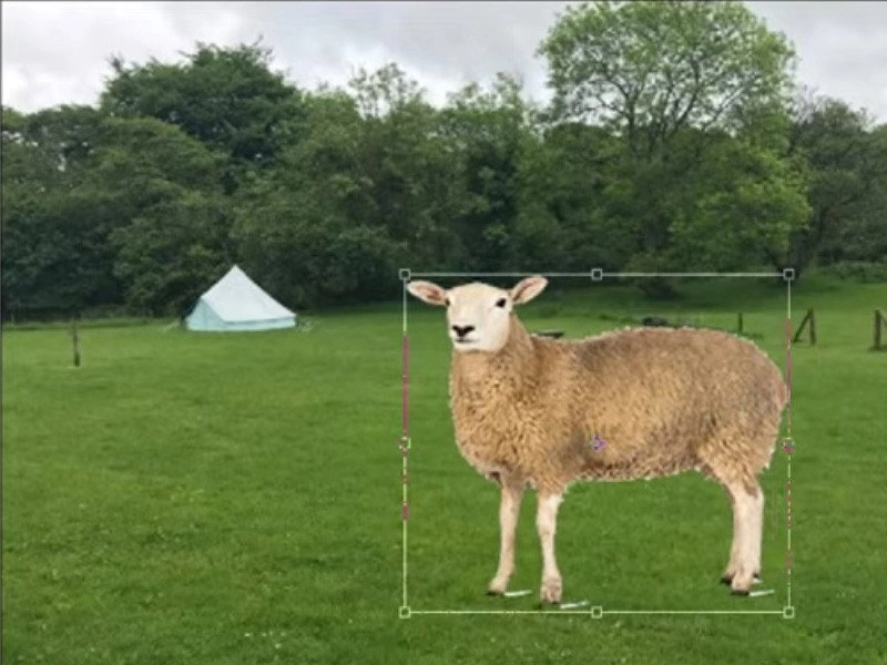 Dai the Sheep