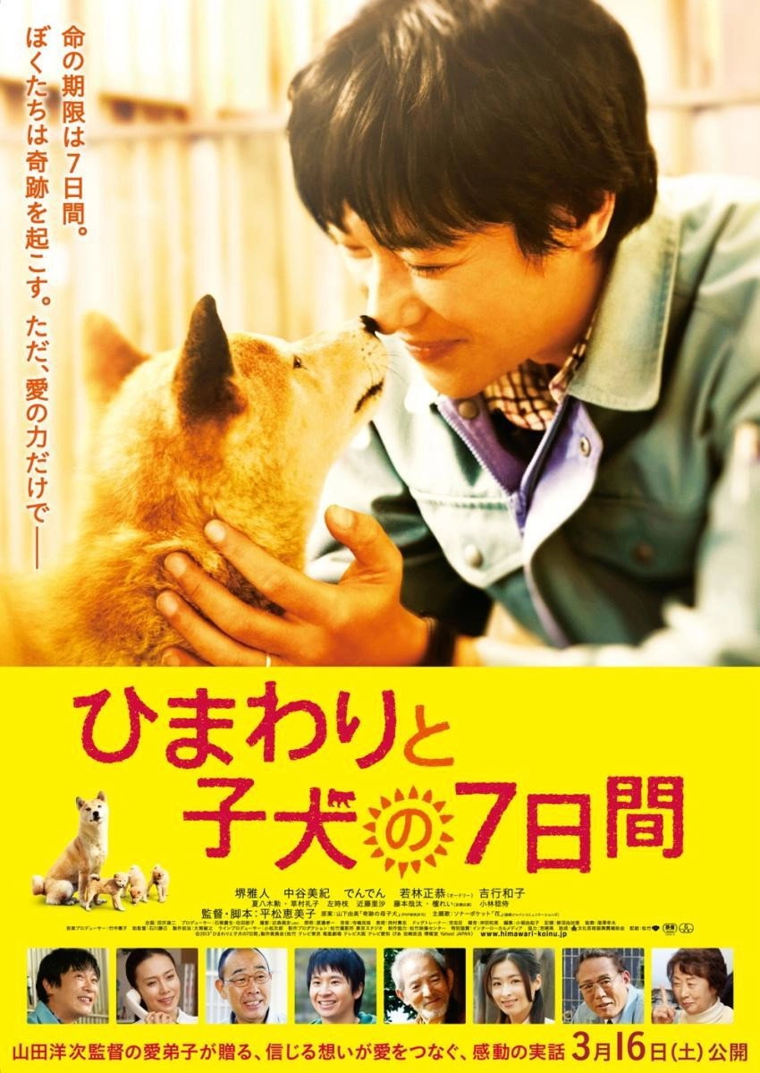 7 Days of Himawari & Her Puppies