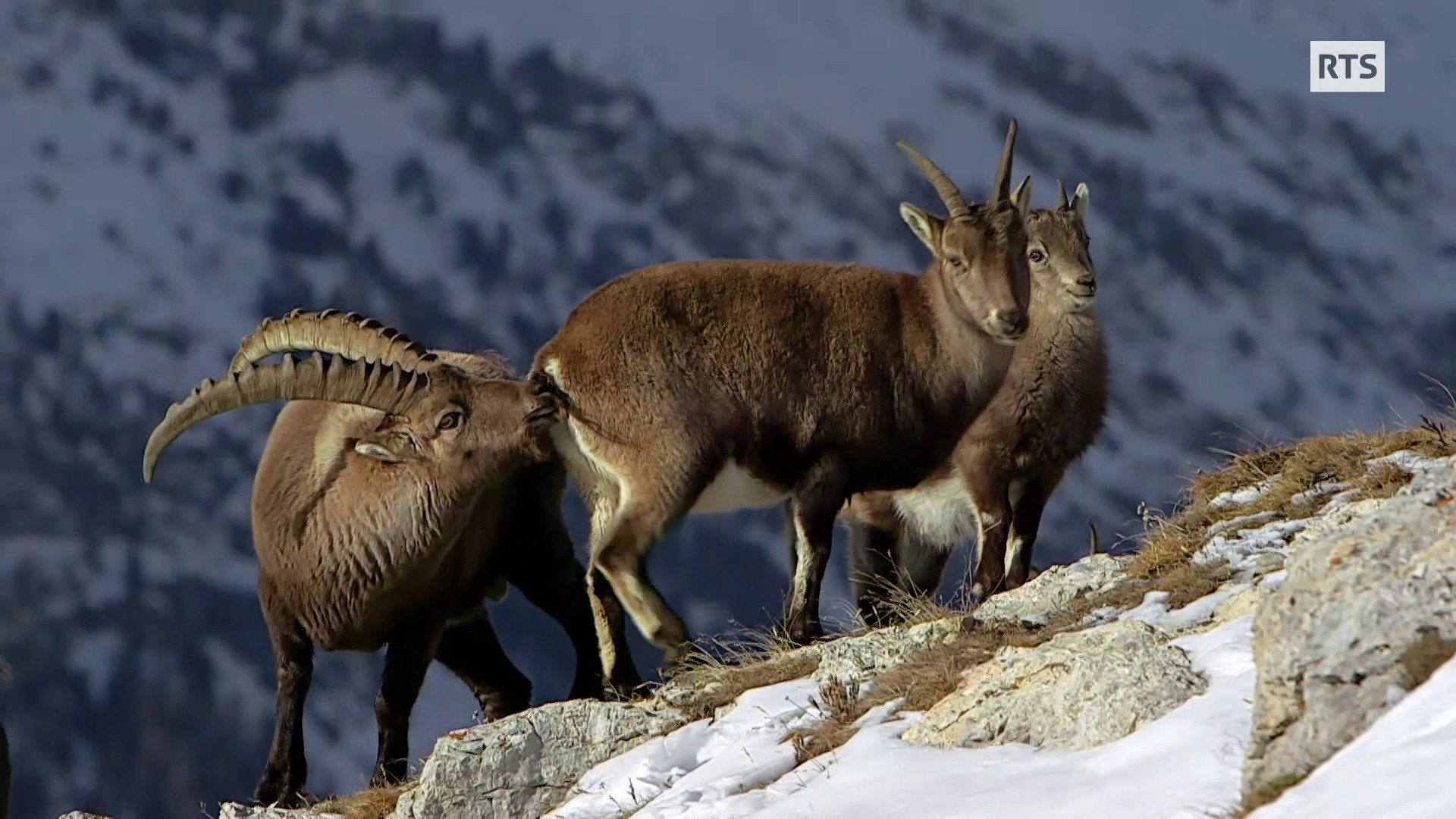 Wild Faces of Switzerland