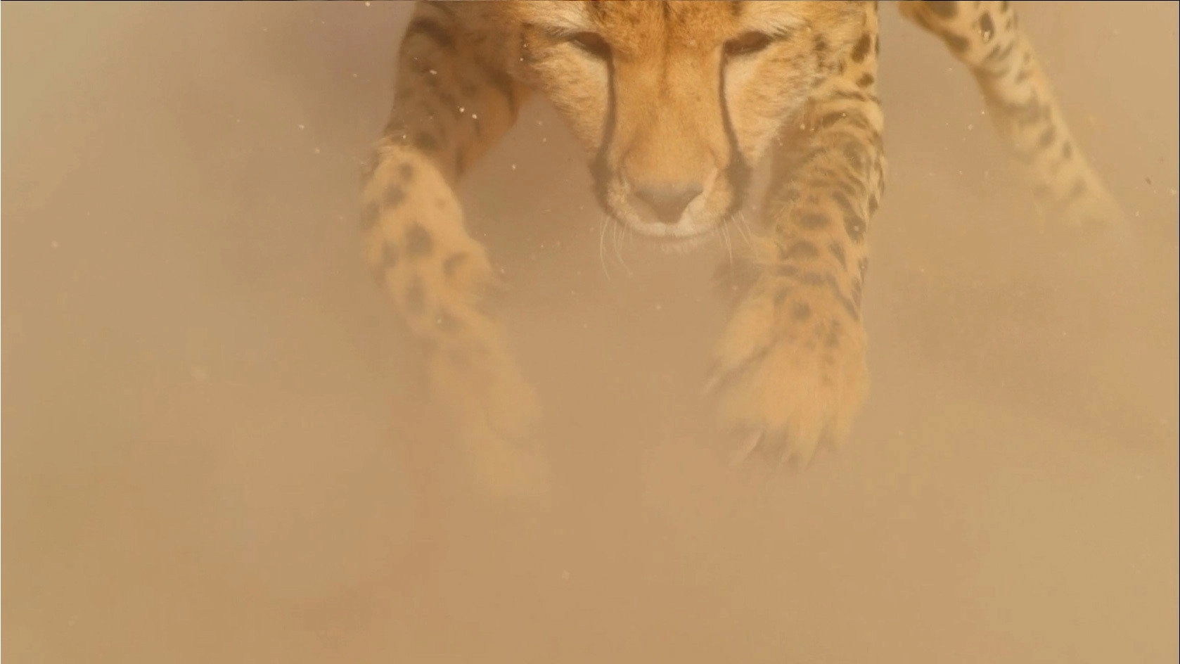 Big Cats