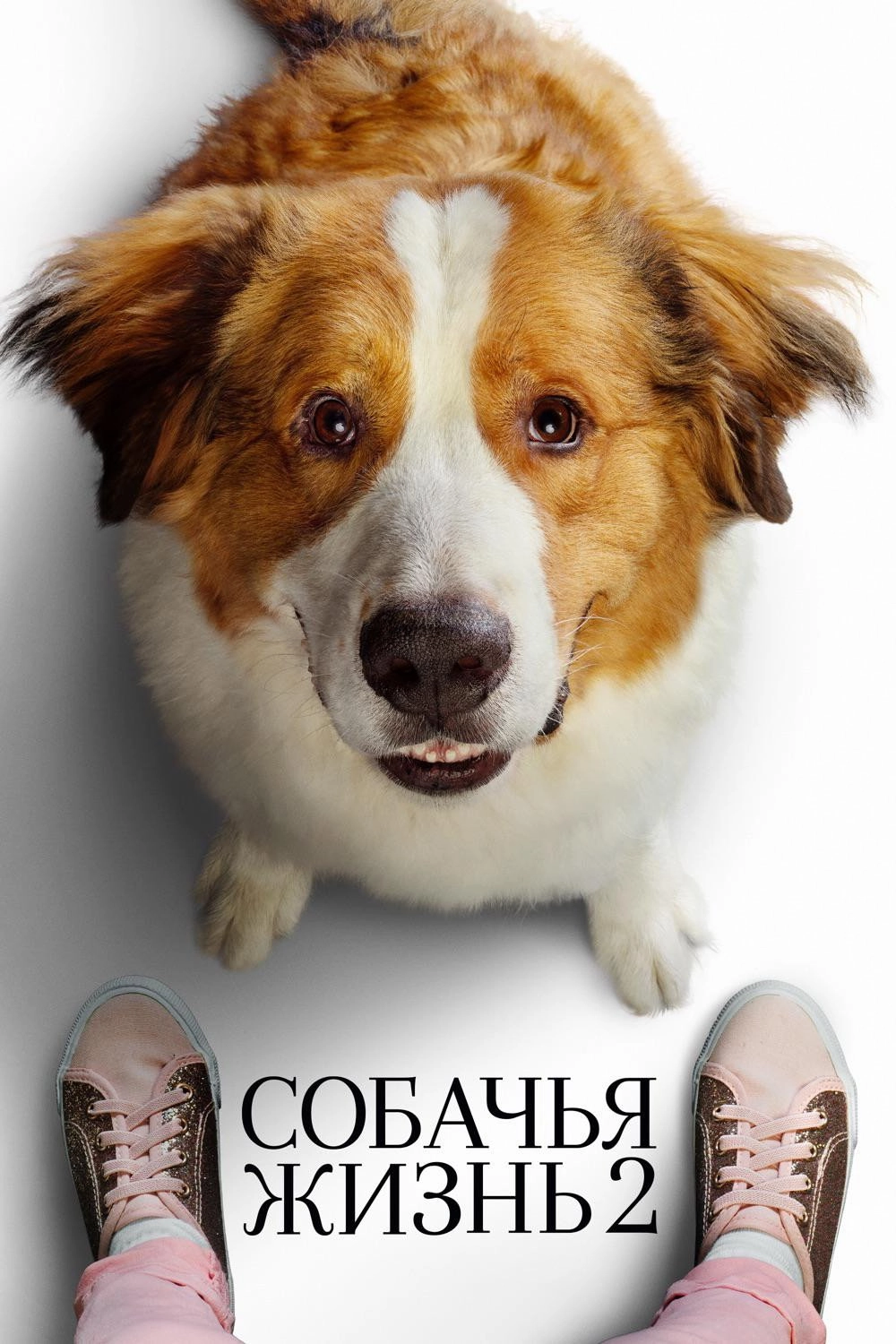 A Dog's Journey