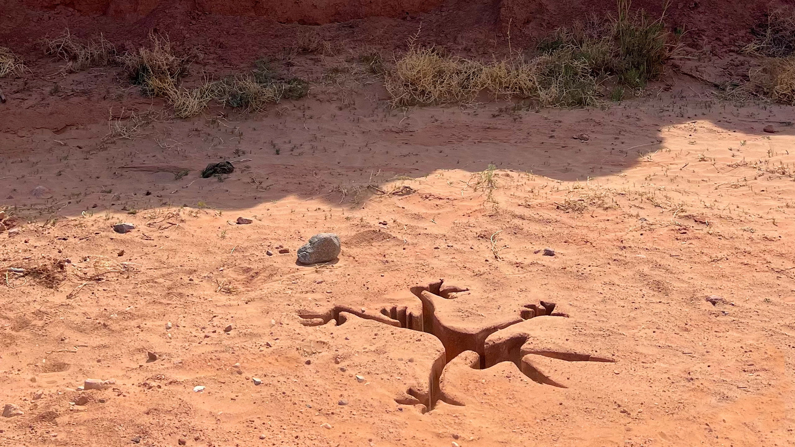 Coyote vs ACME