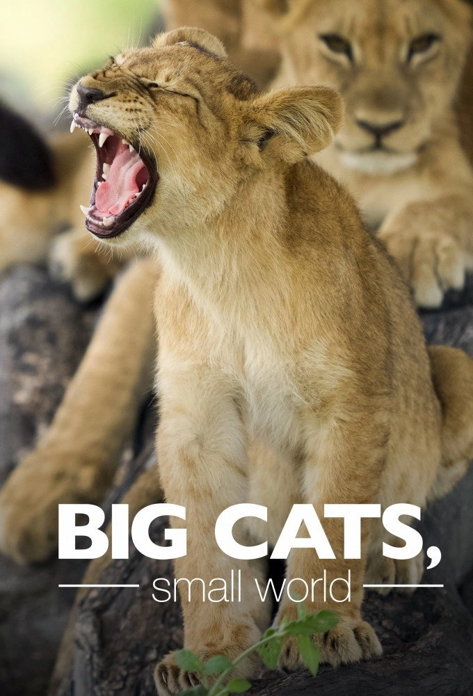 Big Cats, Small World