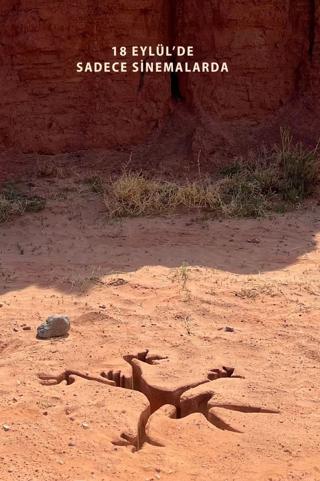 Coyote vs ACME
