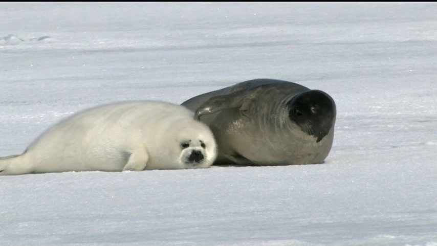 If I Were an Animal