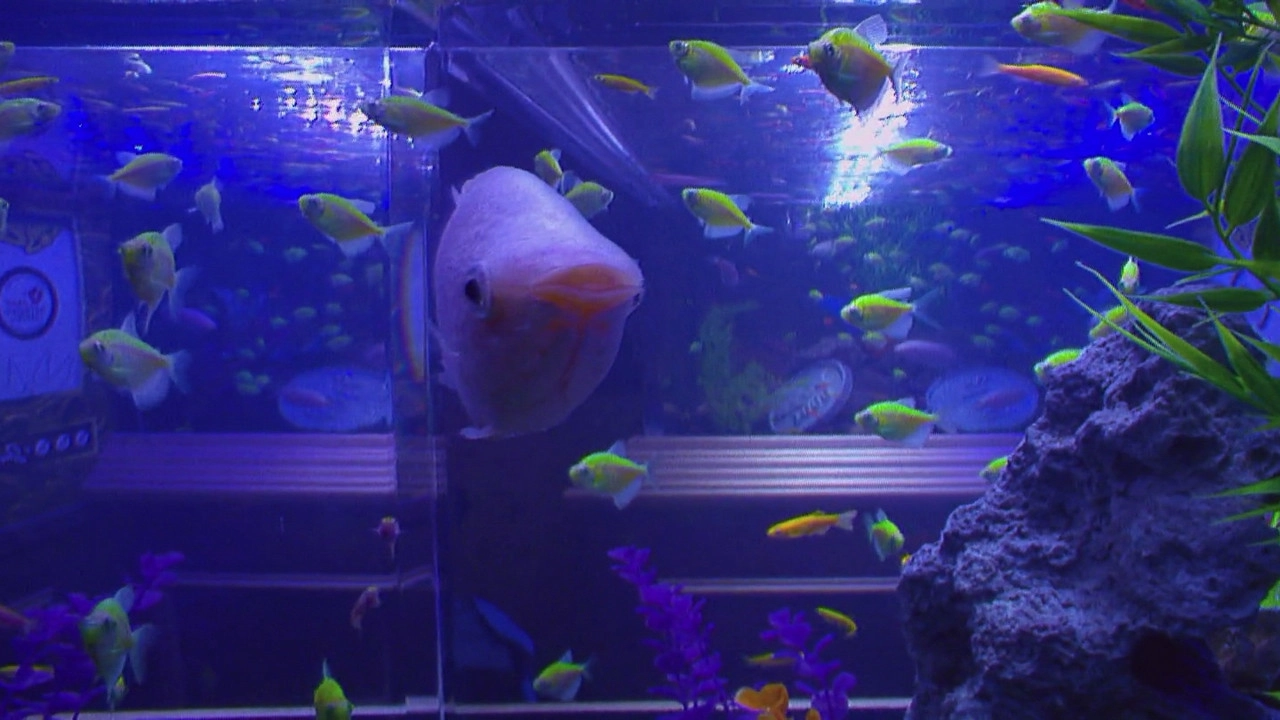 Tanked