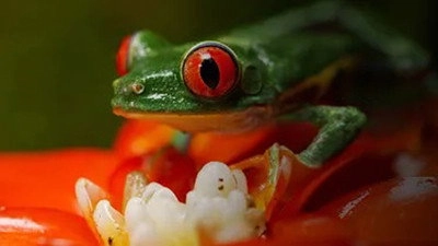 Costa Rica: The Rise of Nature
