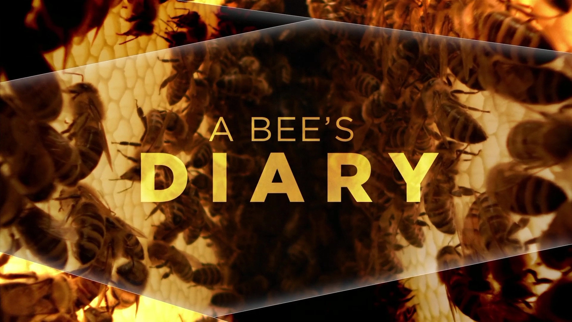 A Bee's Diary