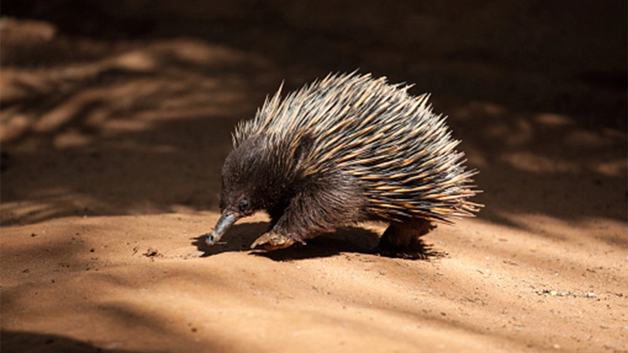 Australia Remastered