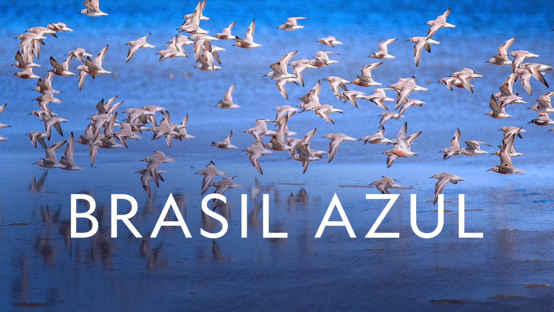 Blue Brazil