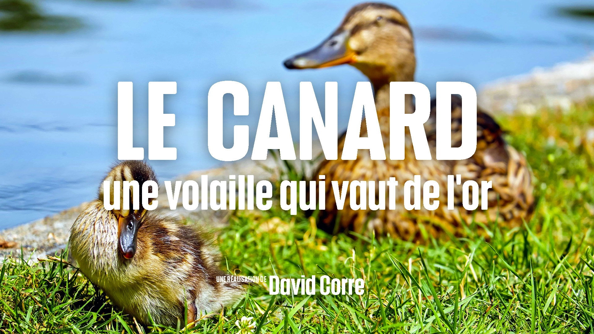 Le Doc du dimanche