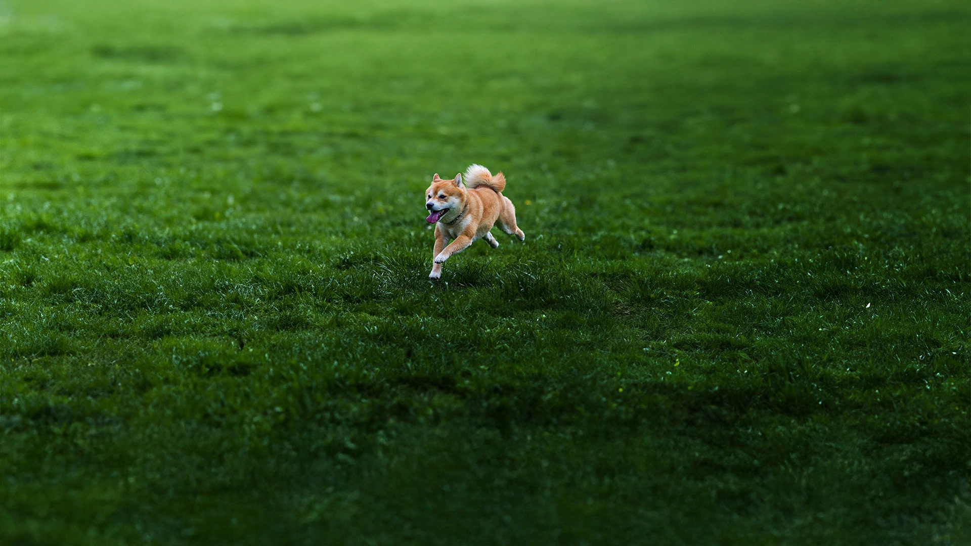 Poulet Has Escaped!