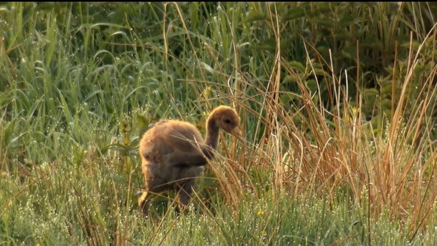 If I Were an Animal