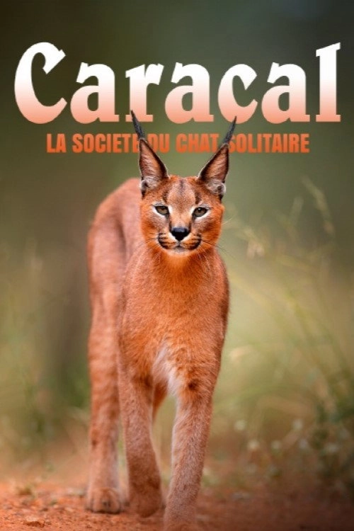 Caracal: The Lone Cat Society