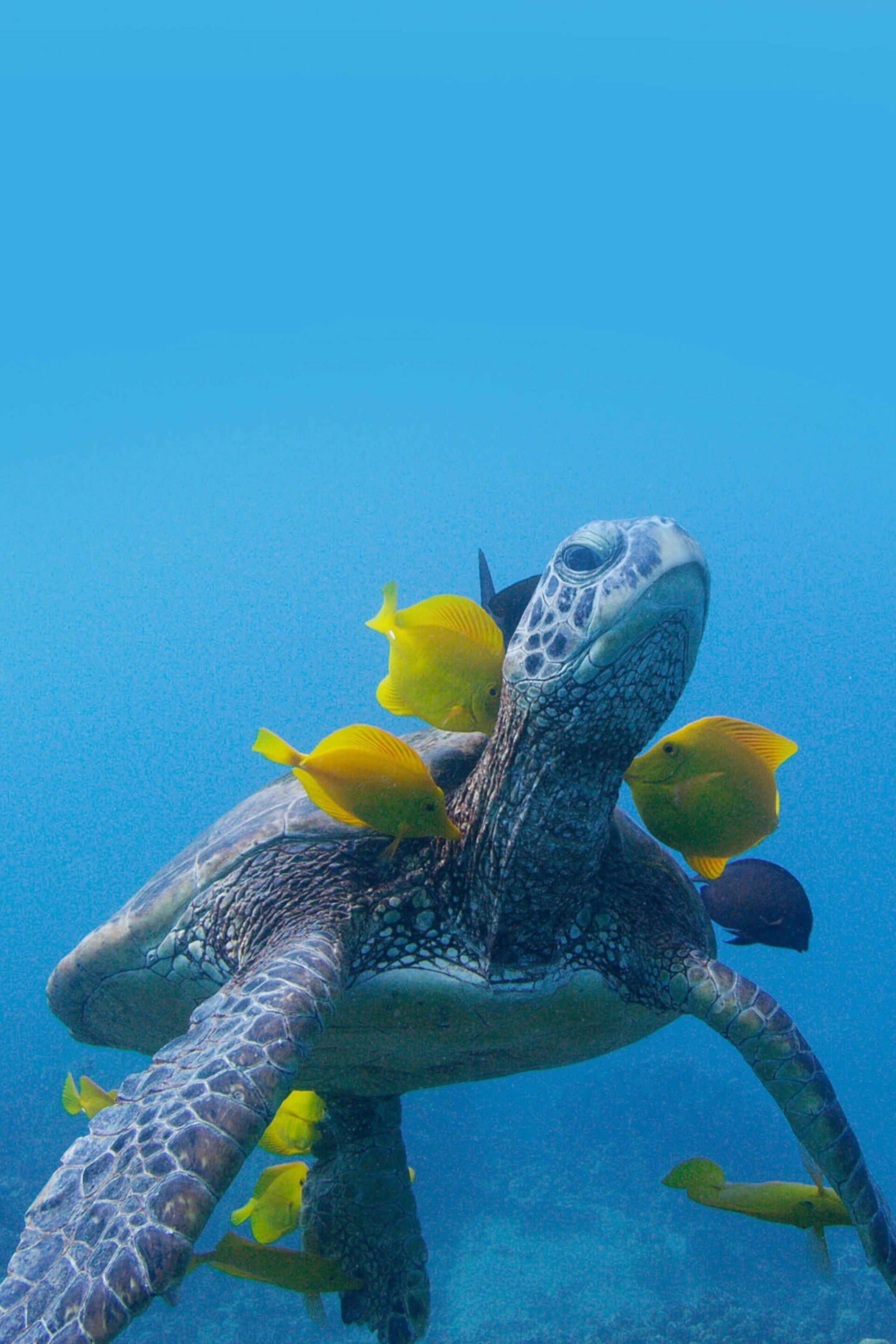 Soul of the Ocean